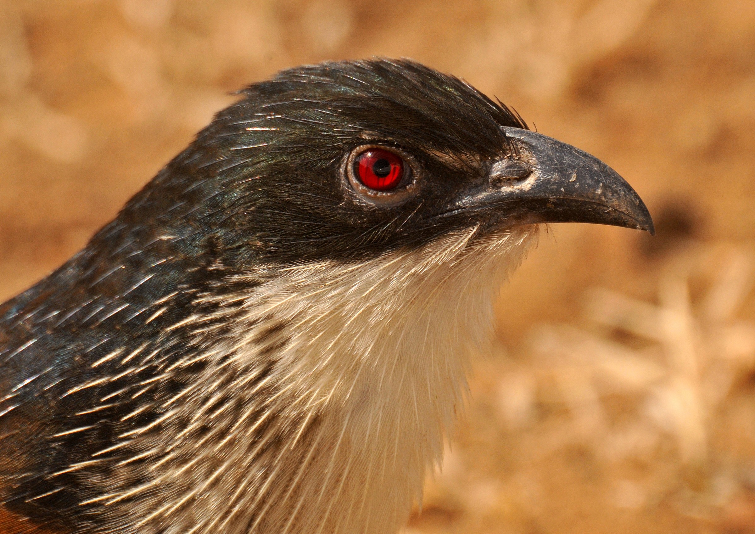 primo piano di cucal