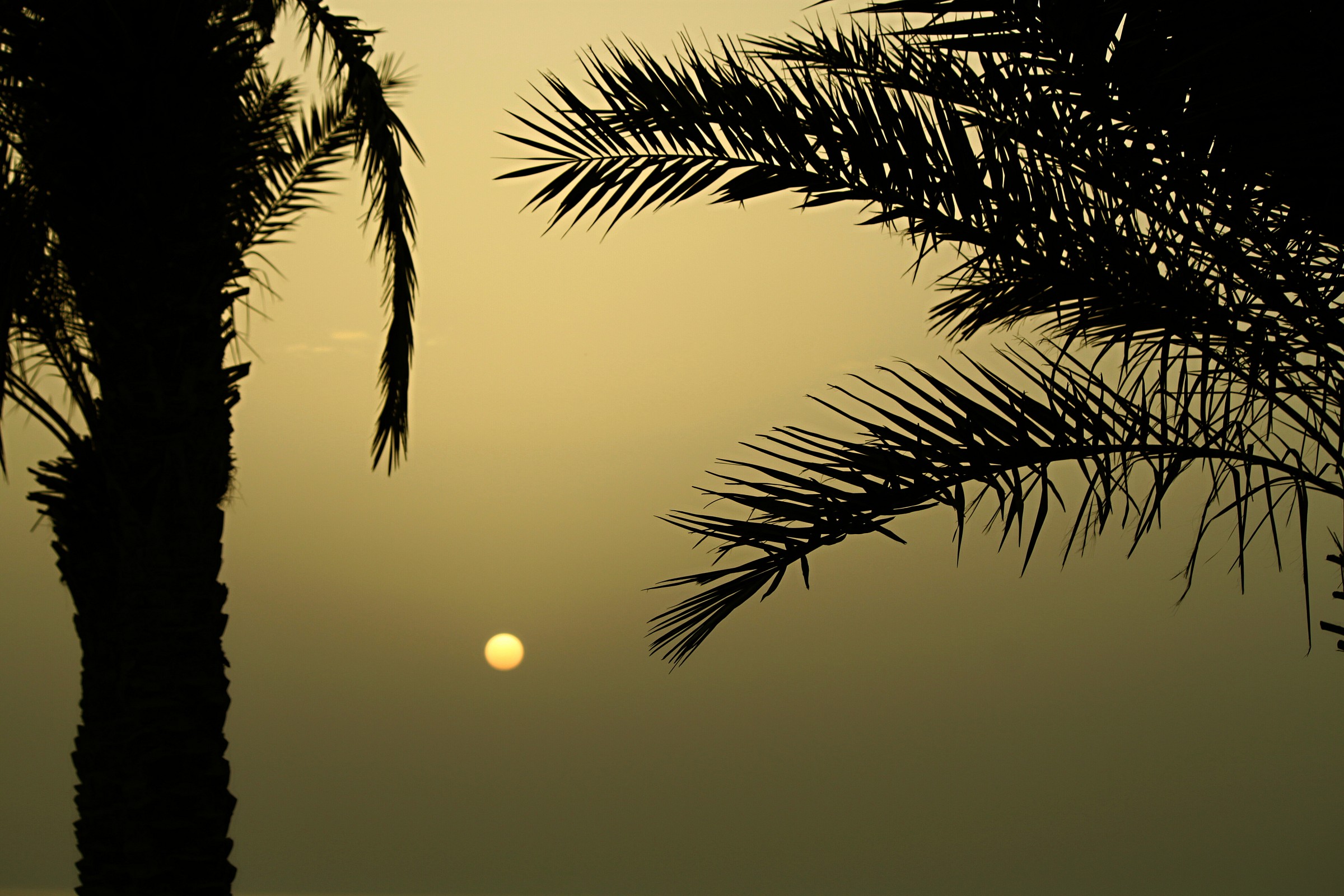 Palms, desert, sea ...