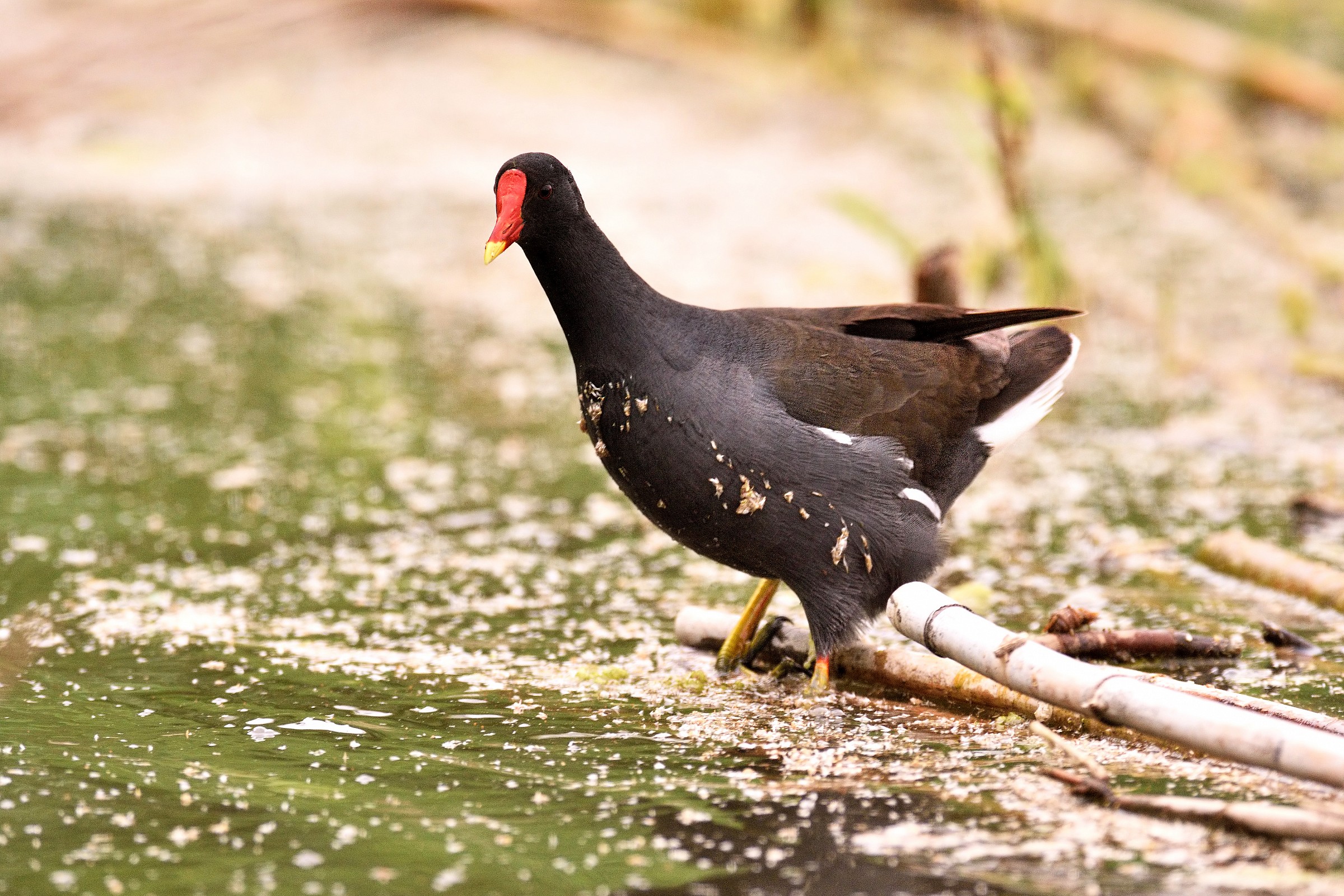 Moorhen