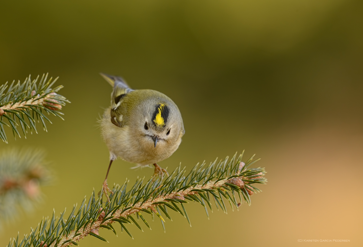 Goldcrest