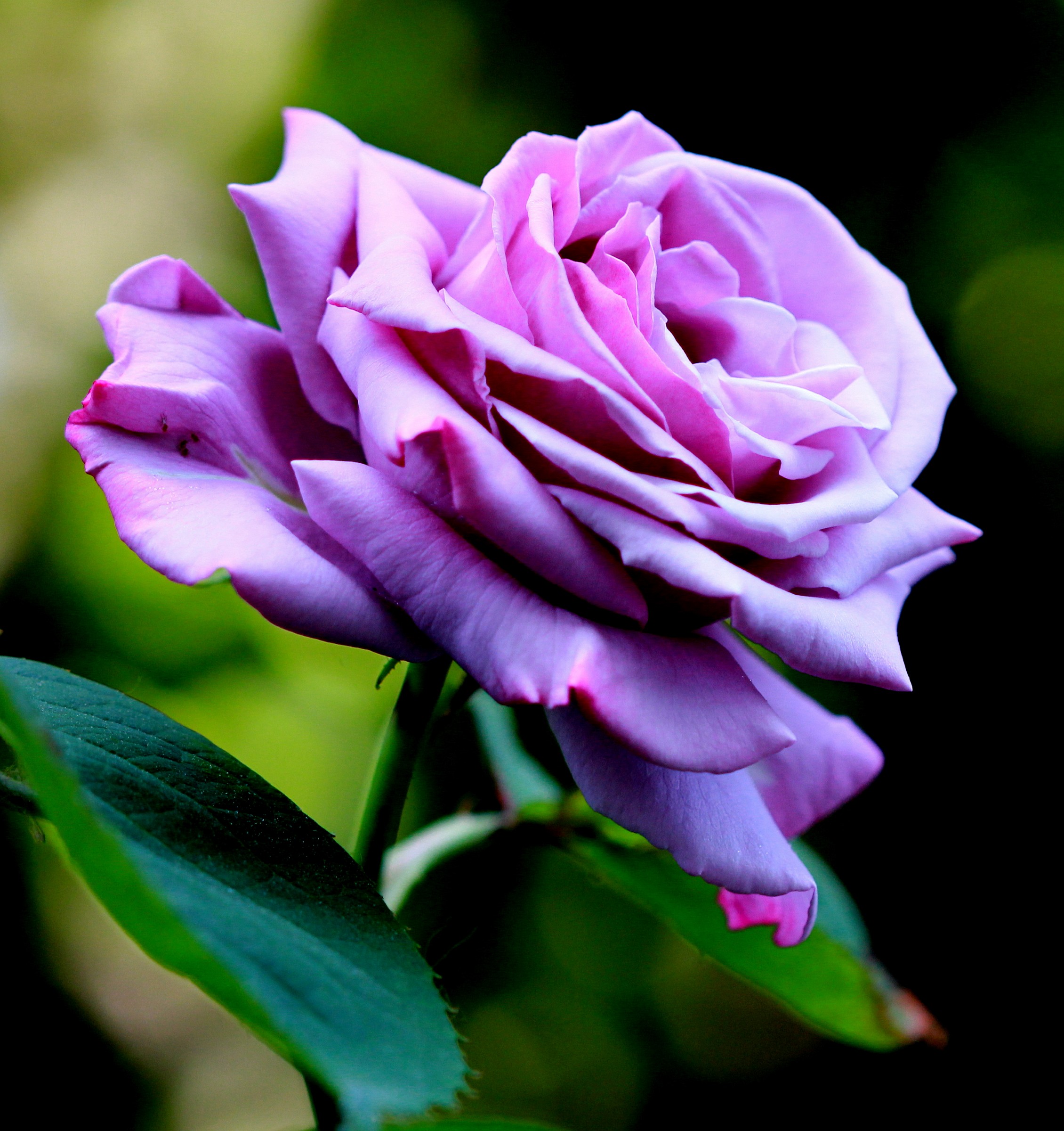 La rosa lilla è sbocciata