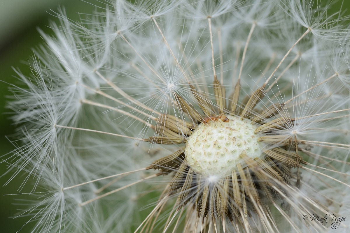 Formichina tra le nuvole