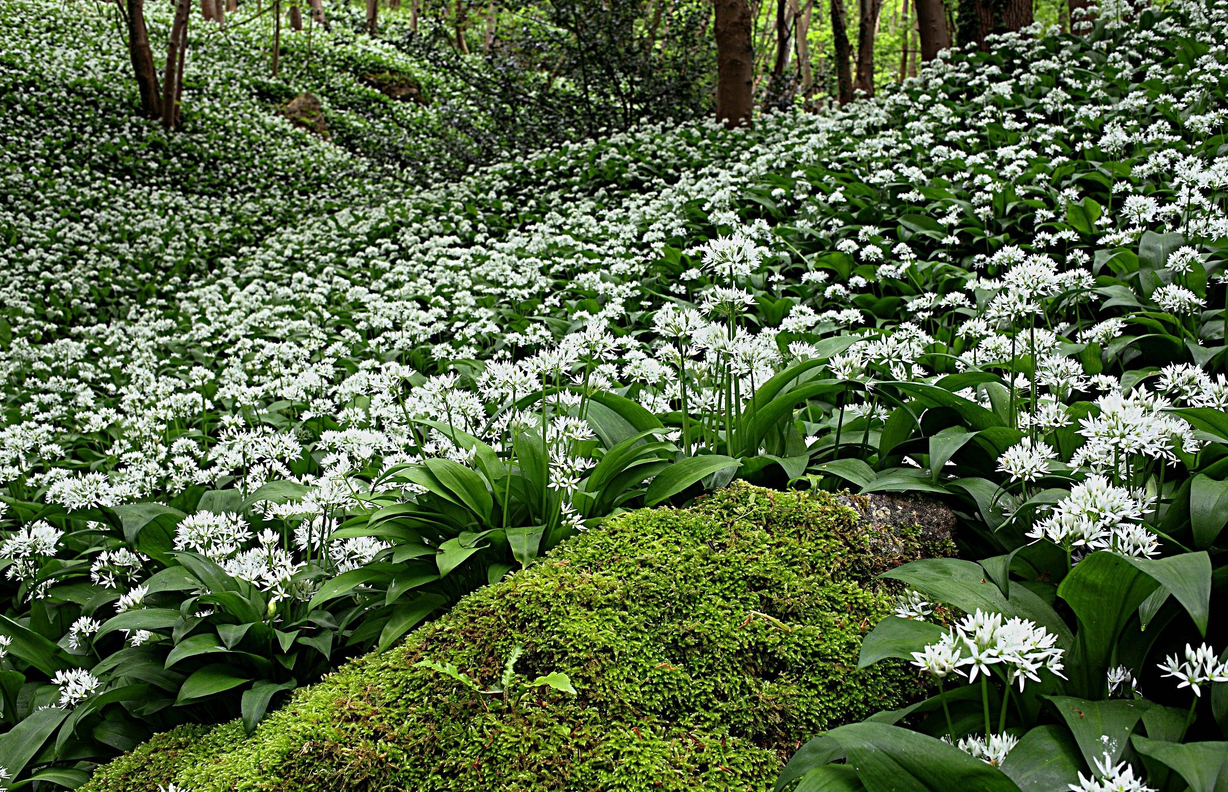 Ramsons Allium ursinum