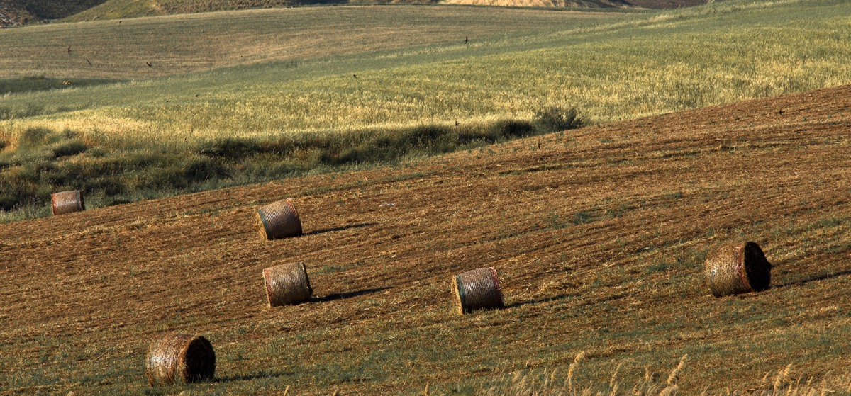 Afternoon Sicilian 2