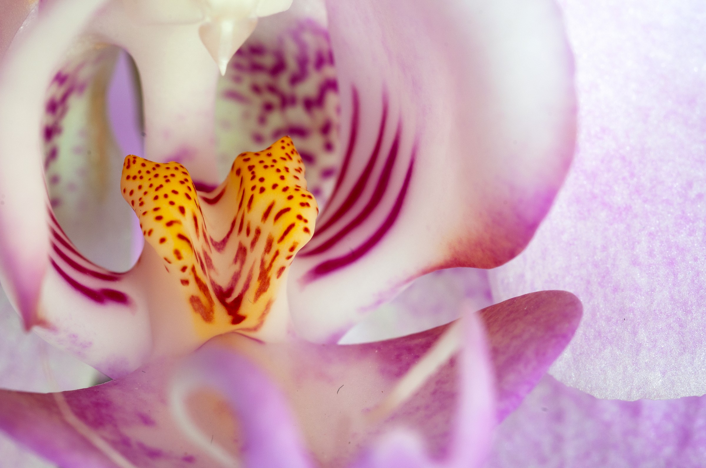 orchid