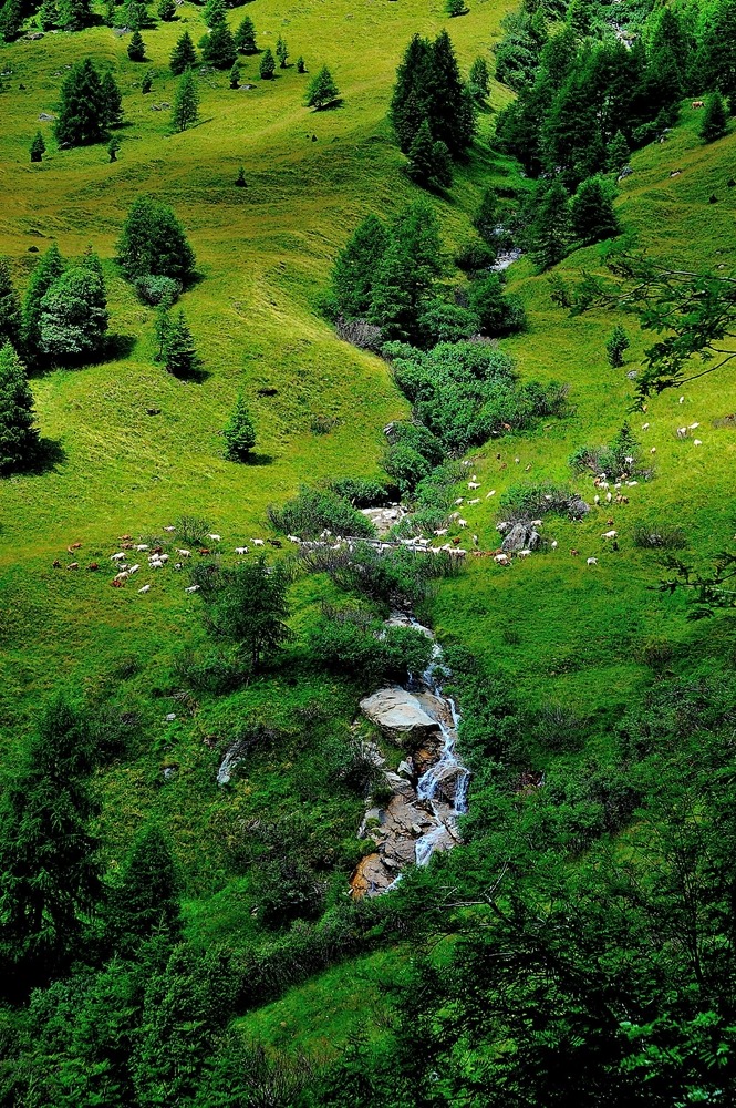 Trentino -Scena Bucolica