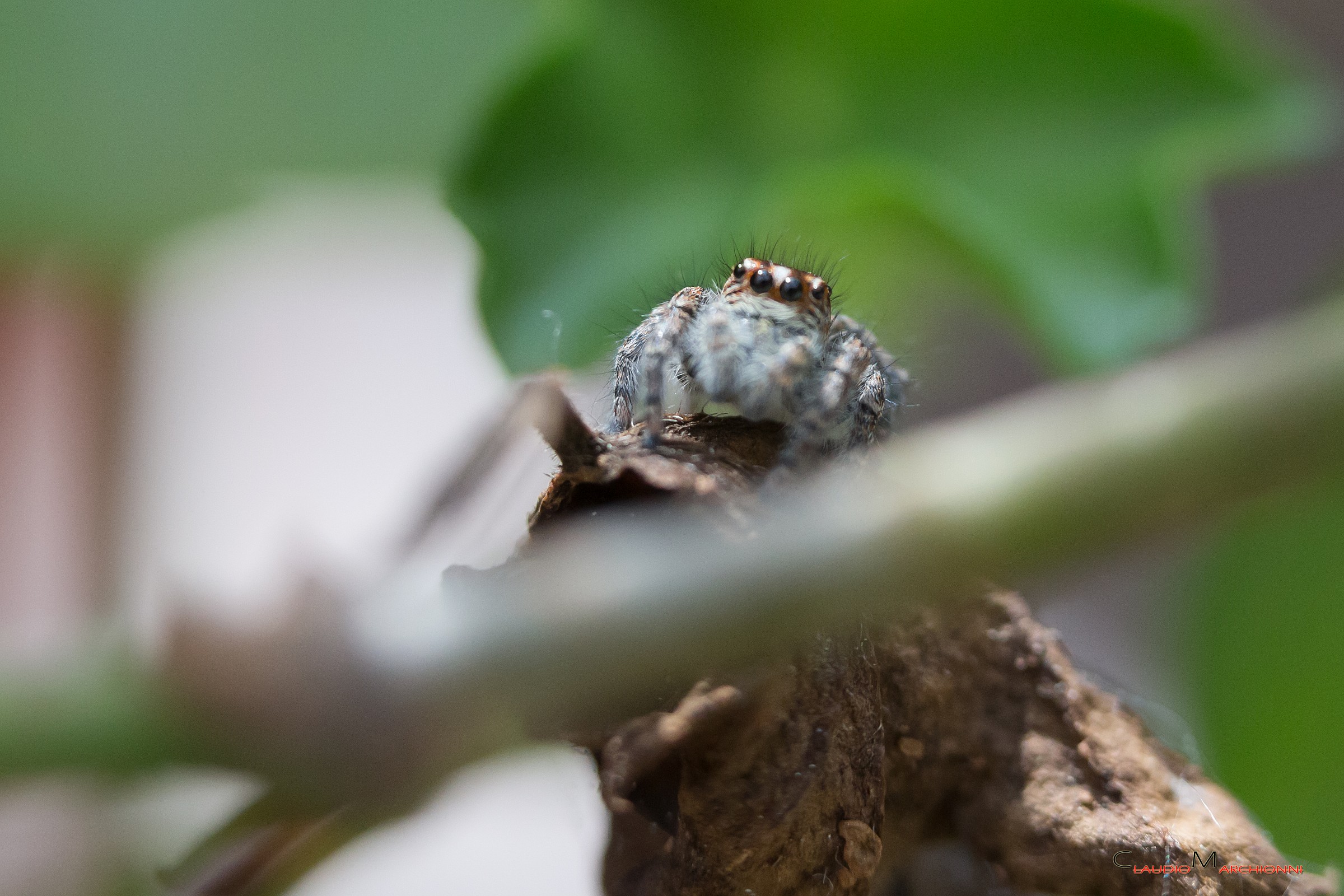 Prova di macro con tubi di prolunga
