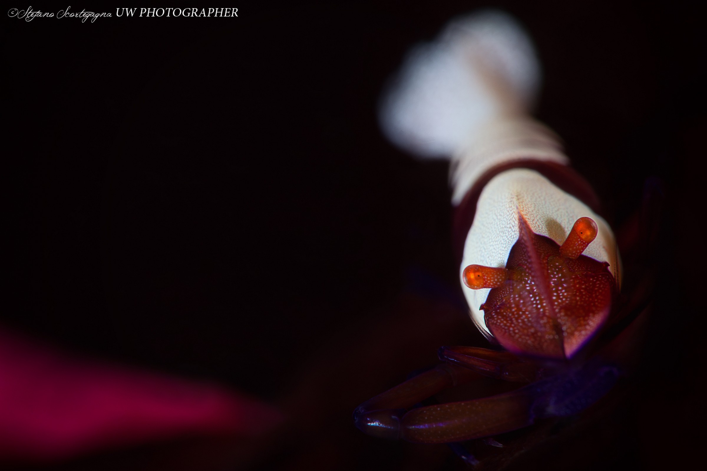 Periclimenes imperator