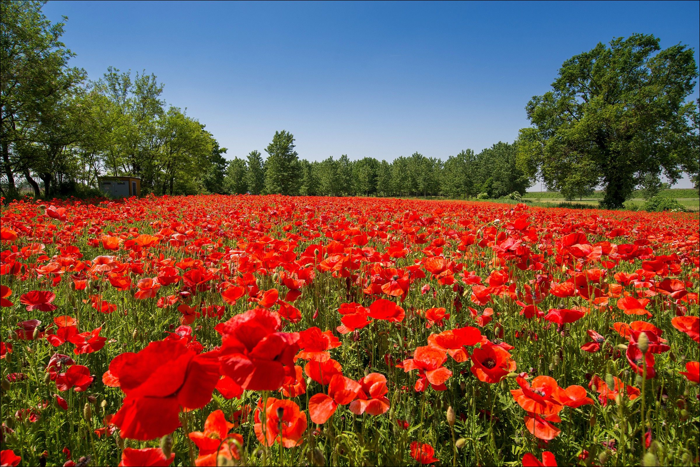 Field of Poppies