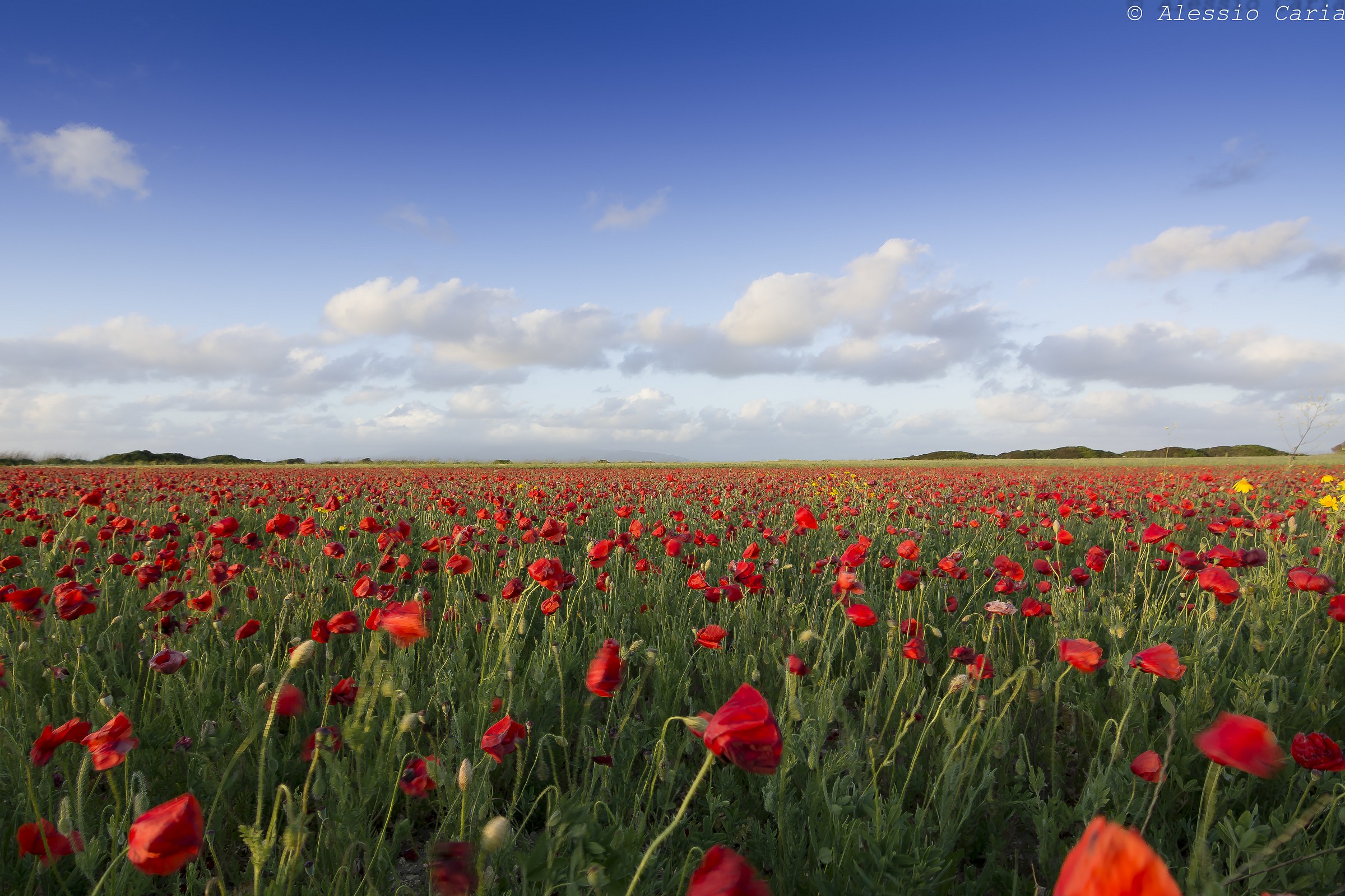 poppies in Sinis - Sardinia