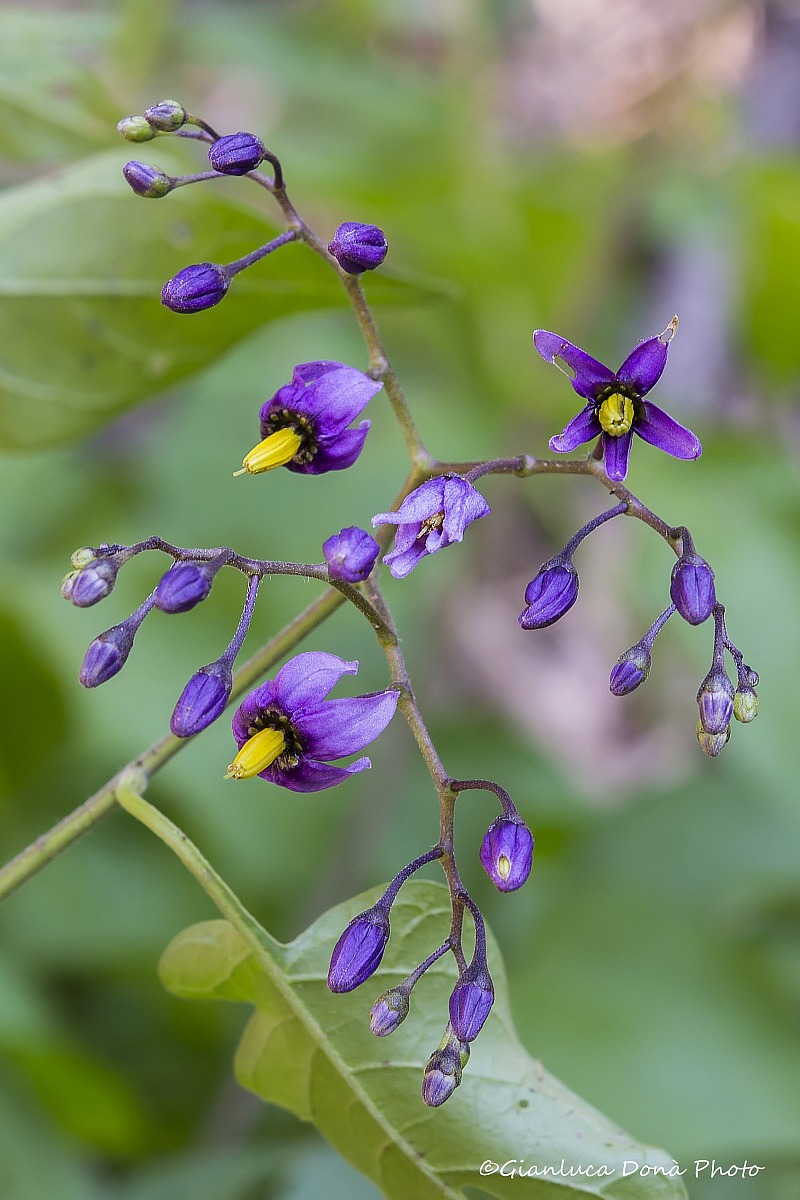 Solanum dulcamara L., 1753
