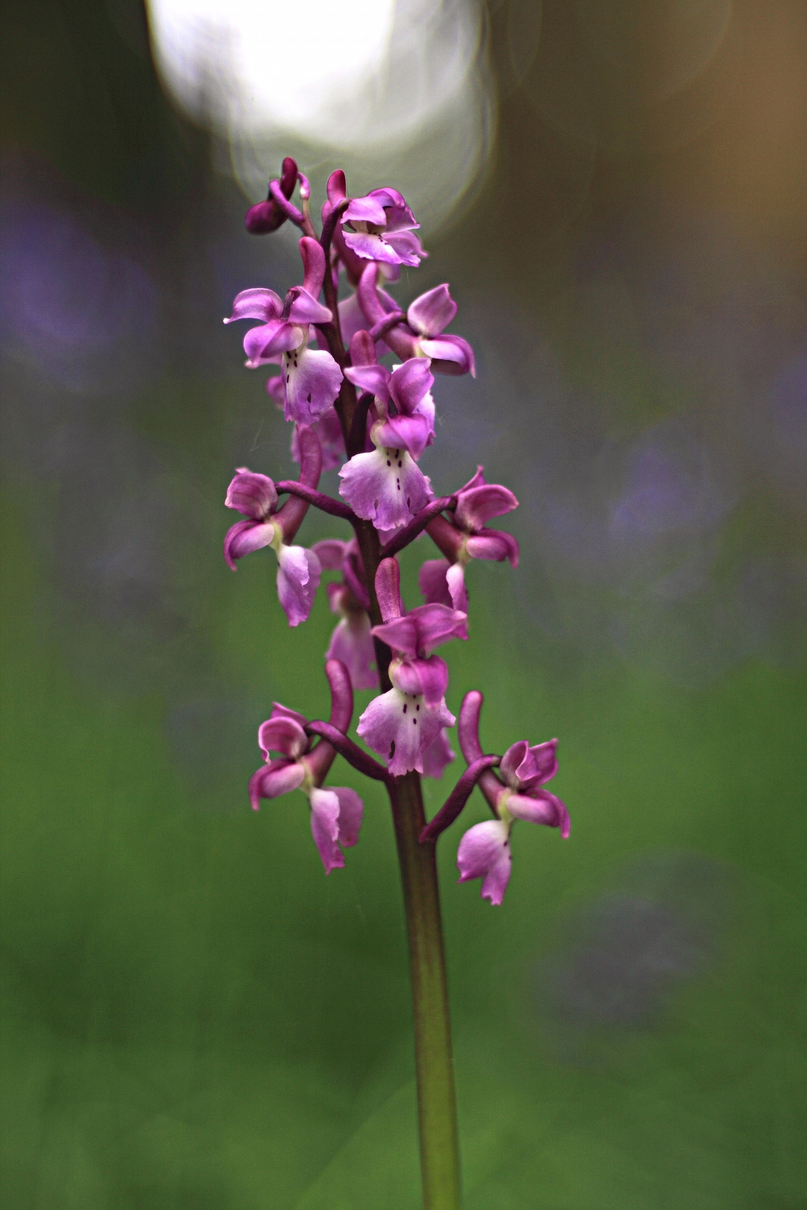 Orchis mascula