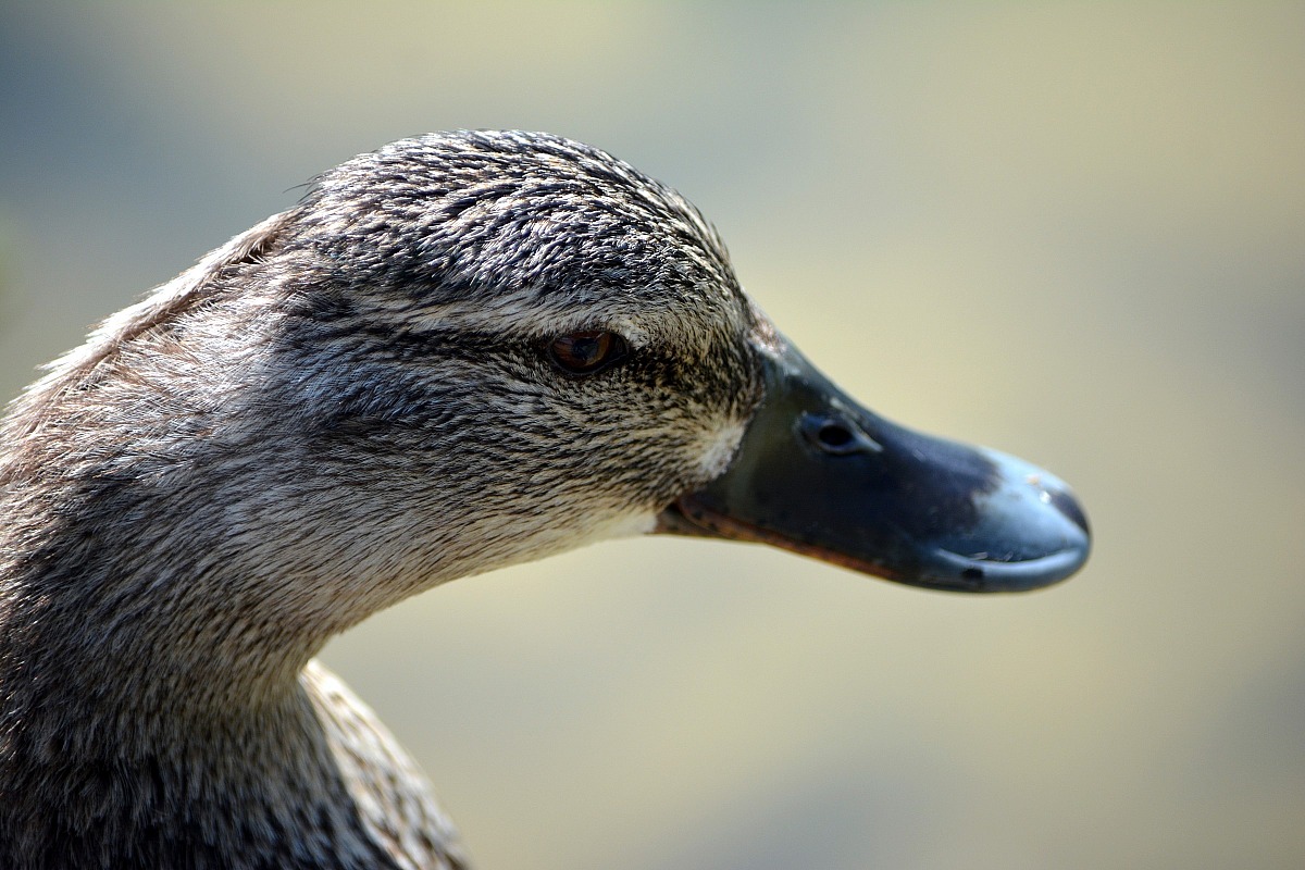 Female Mallard