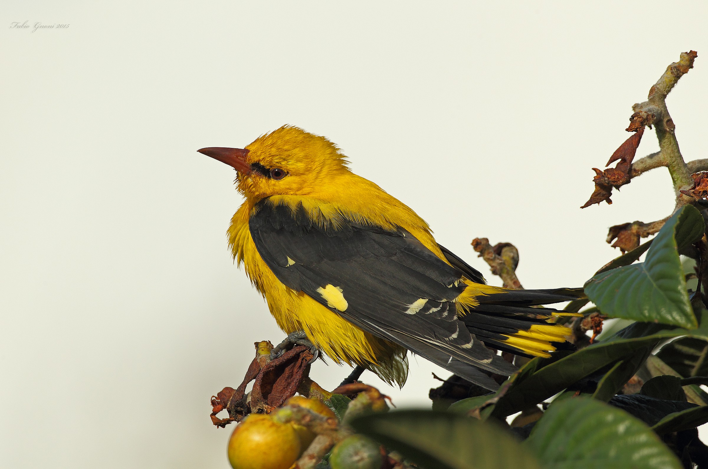 Oriole HD