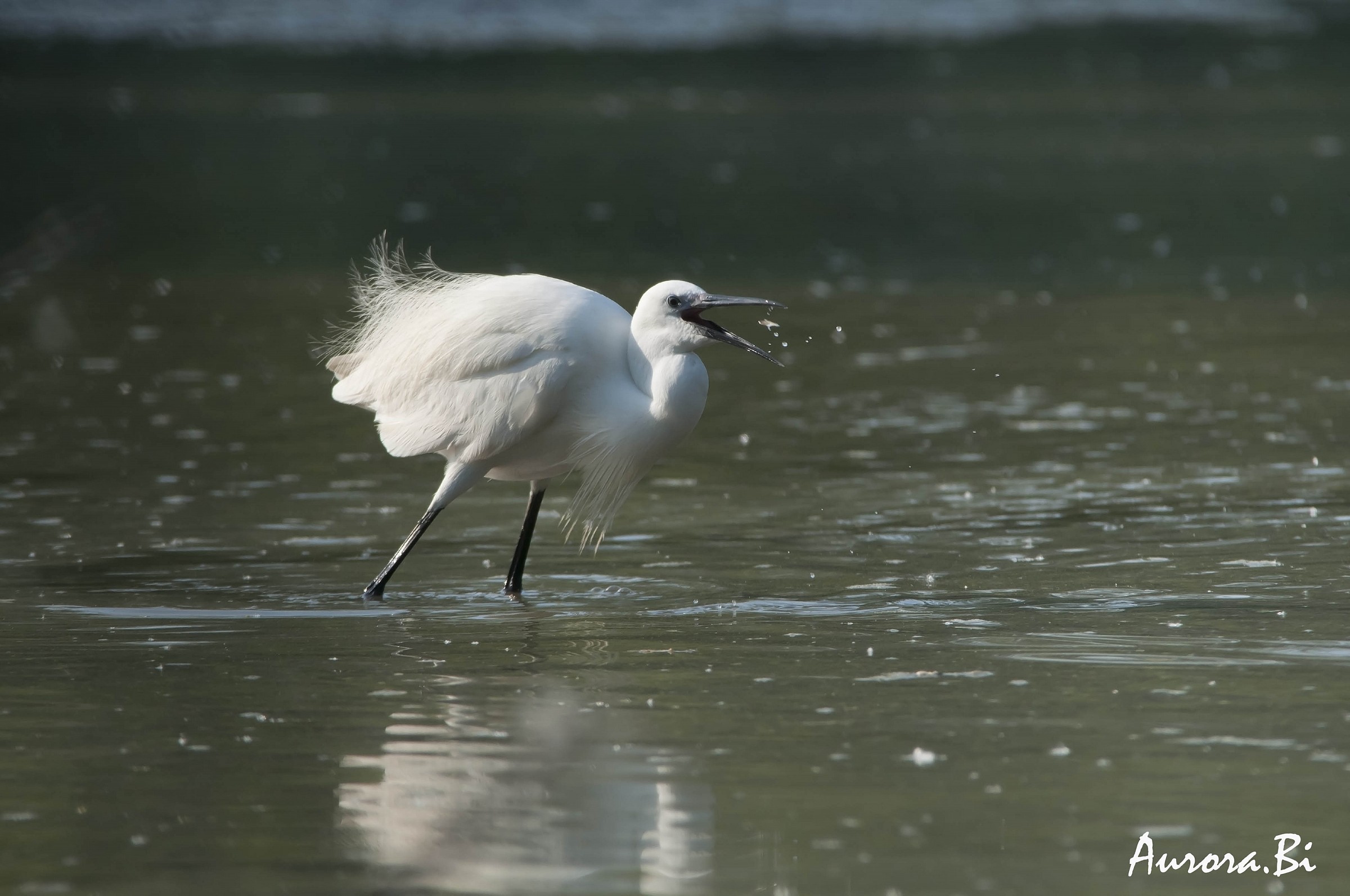 Egret fishing