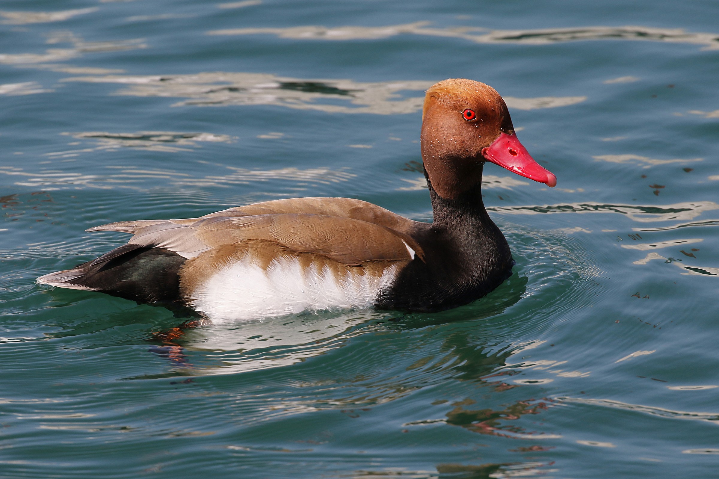 Fistione turkish Lake Garda