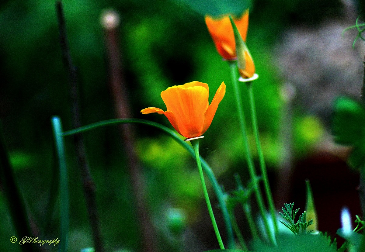 Orange Poppy