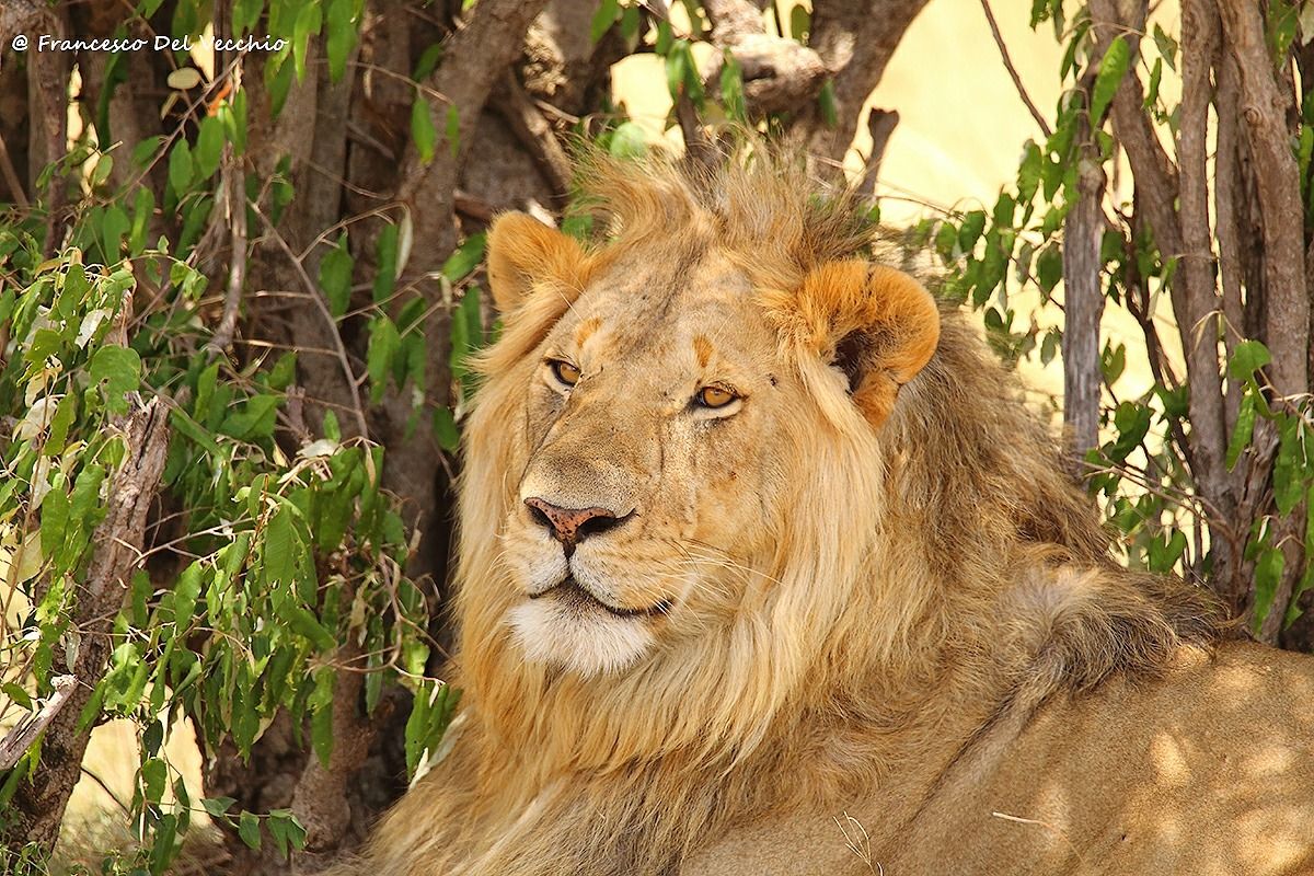 Ritrattone per Shaba