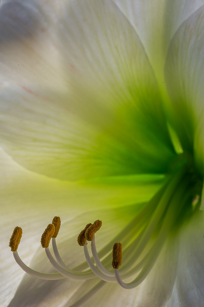 In the heart dell'Amaryllis