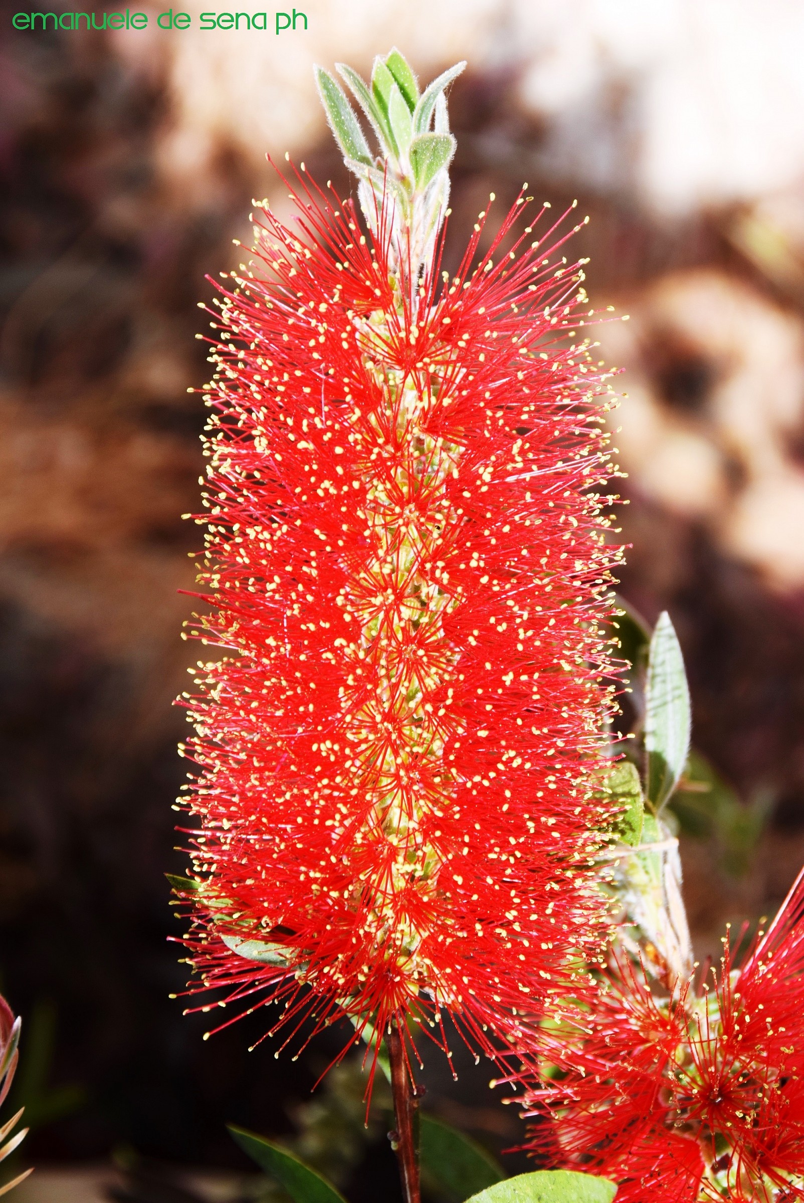 Callistemon