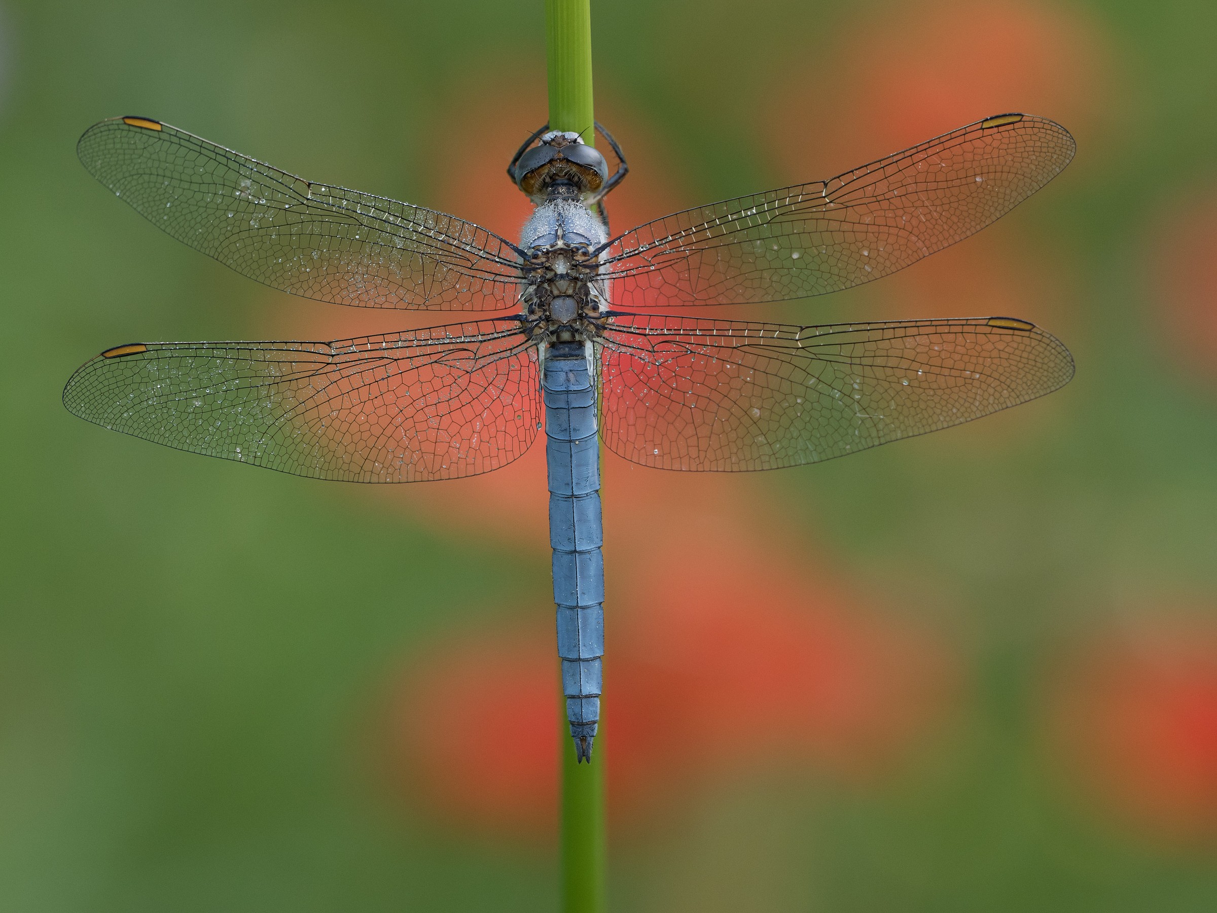 Orthetrum coerulescens