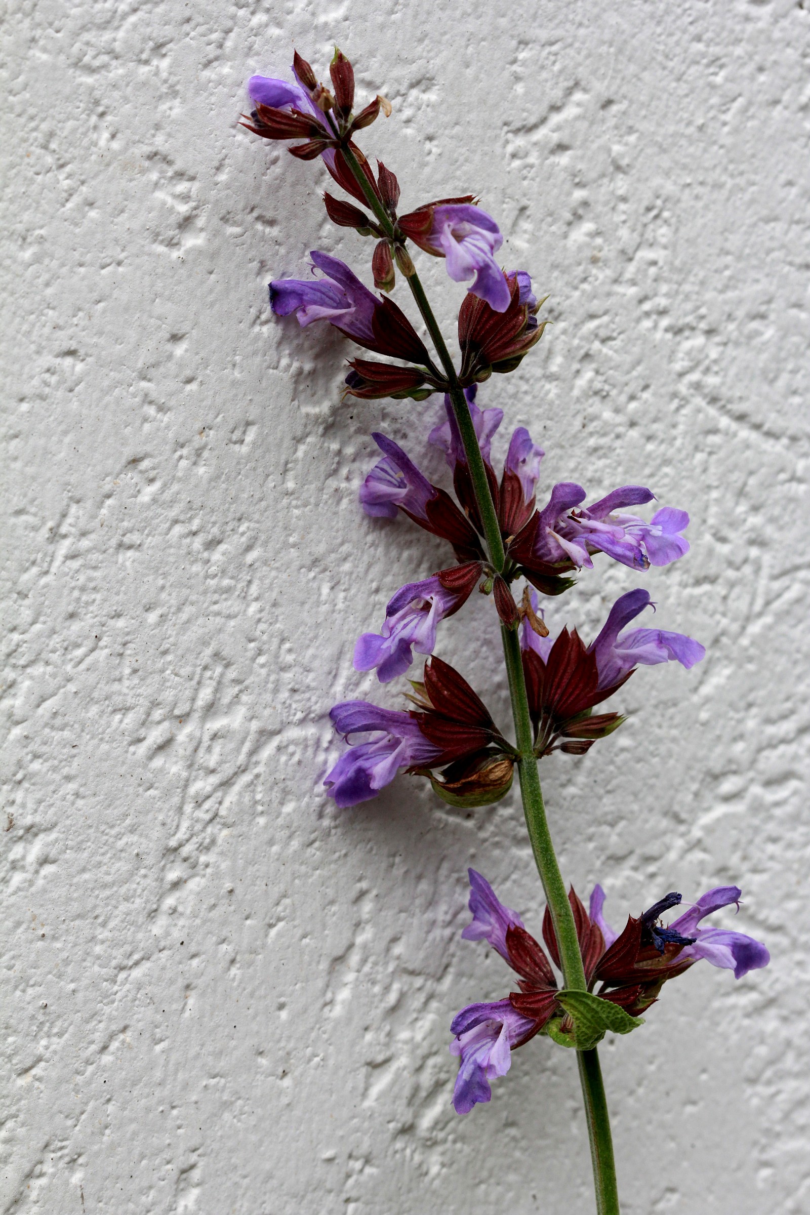 Flowers of salvia officinalis