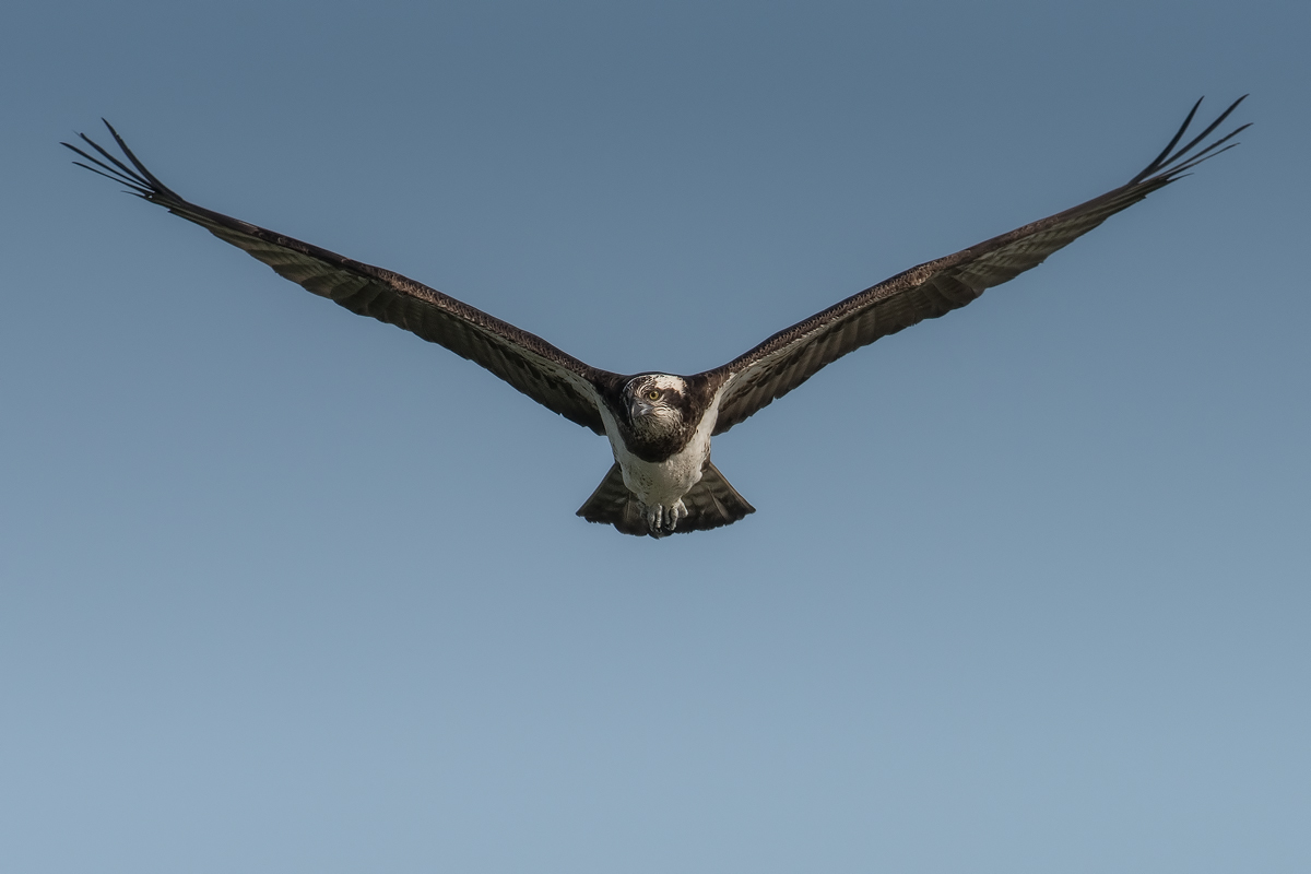 Osprey looking for minnows