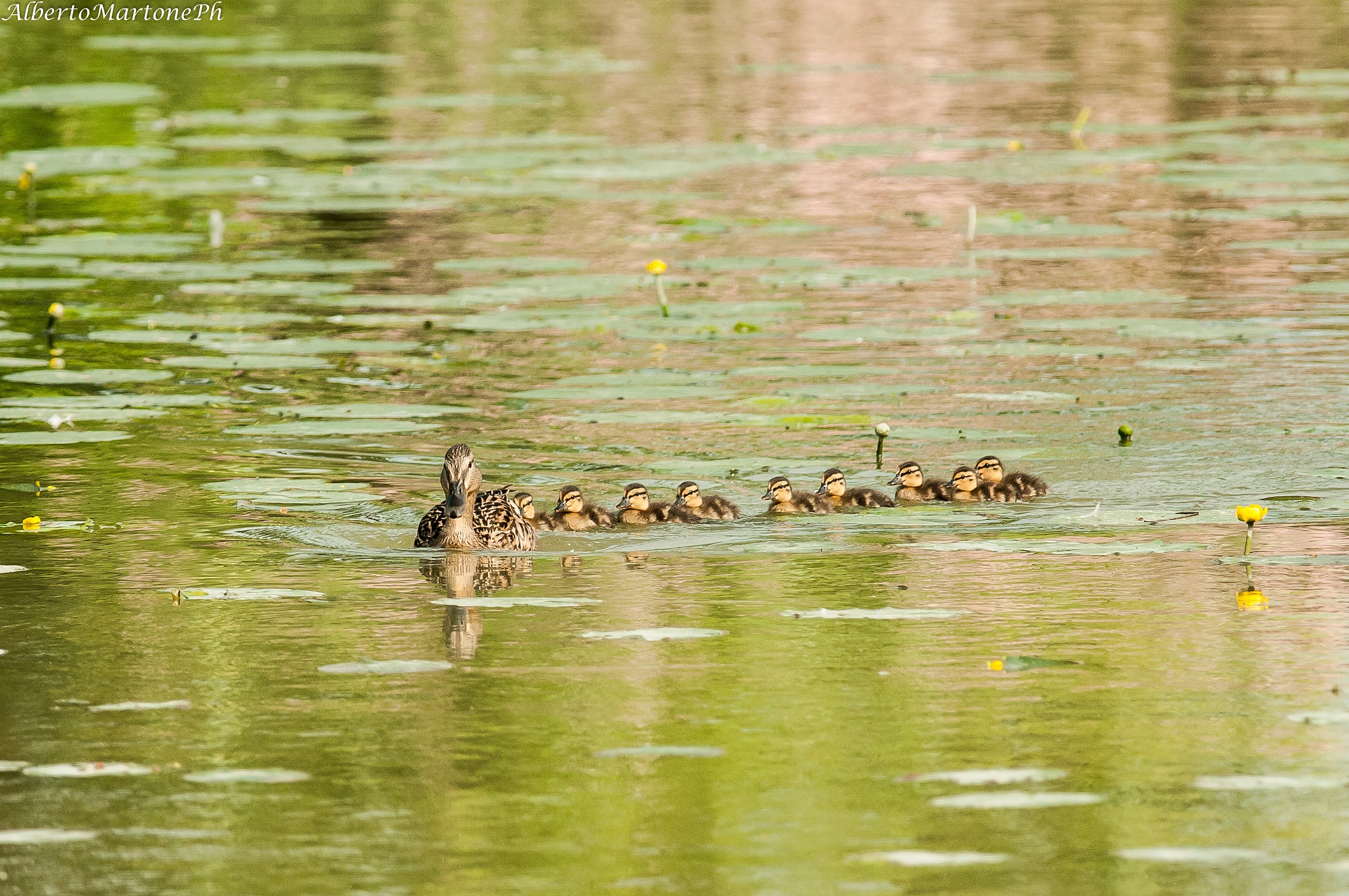 Avanti.......... march !!!