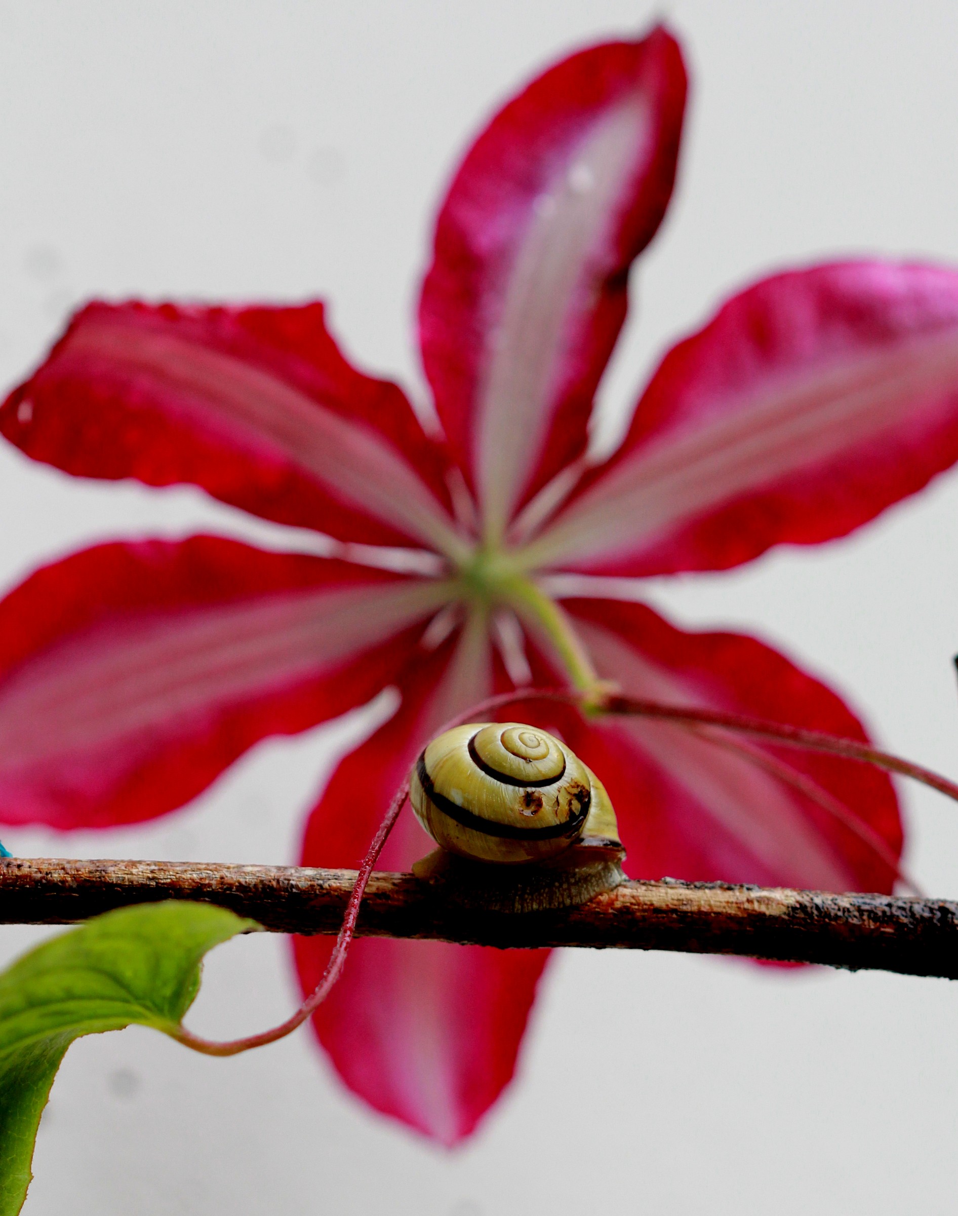 The snail and the clematis