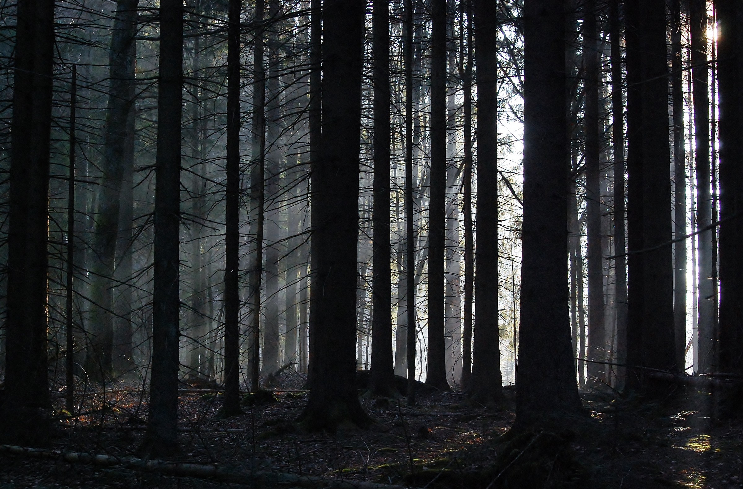 Forest Bayerischer Wald