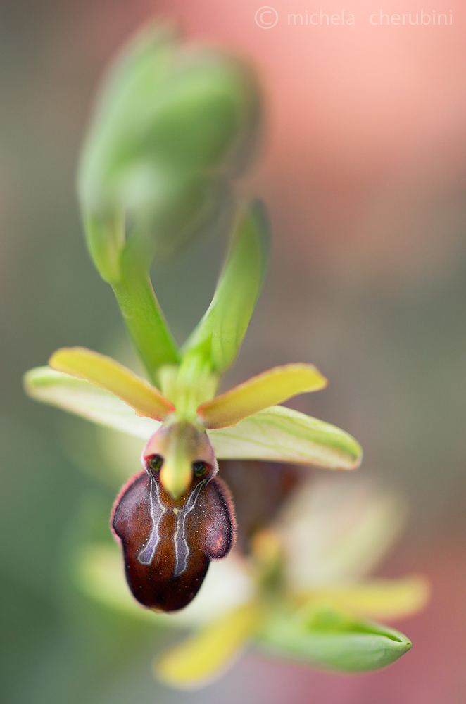 ophrys sphegodes
