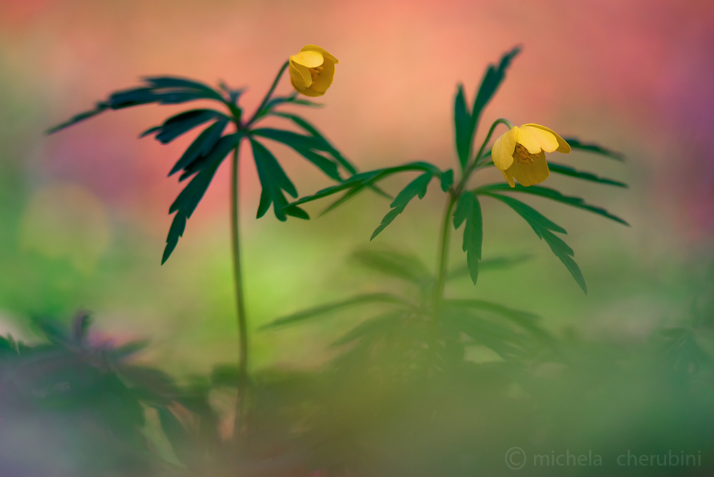 anemone ranuncoloides