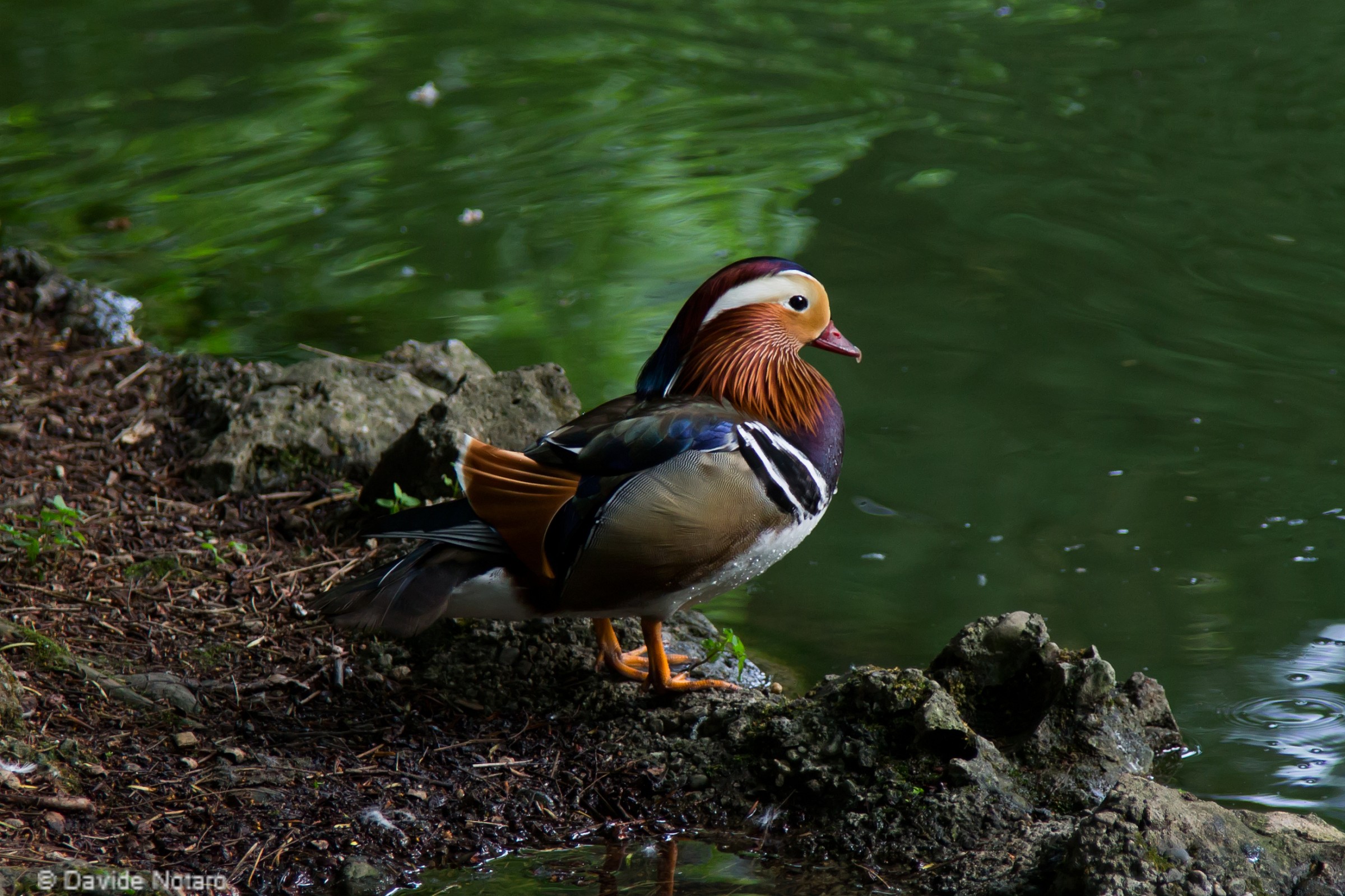 Riflessioni in riva allo stagno...
