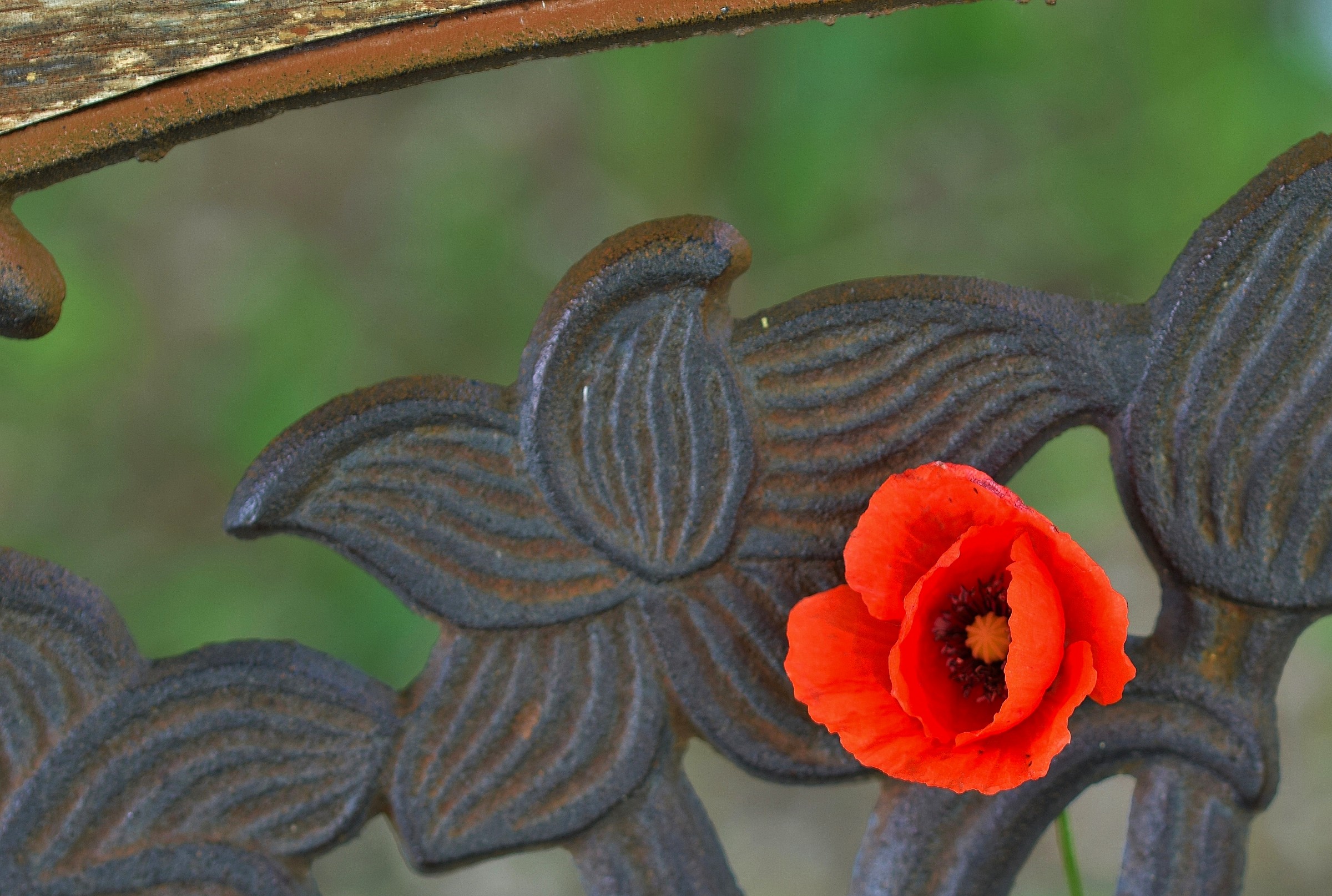 Poppy and iron