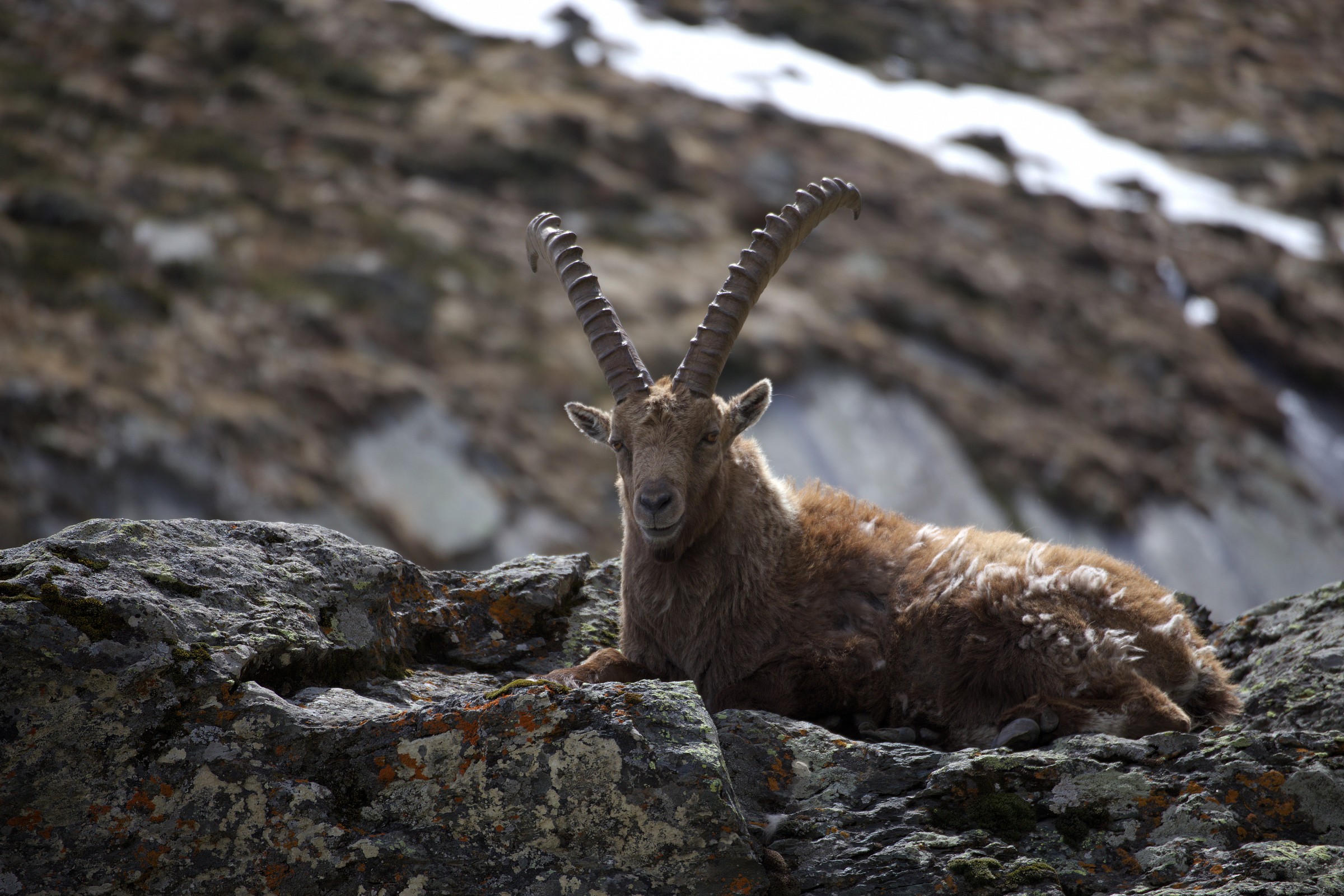 Maggio.Cogne near rif.V.Sella