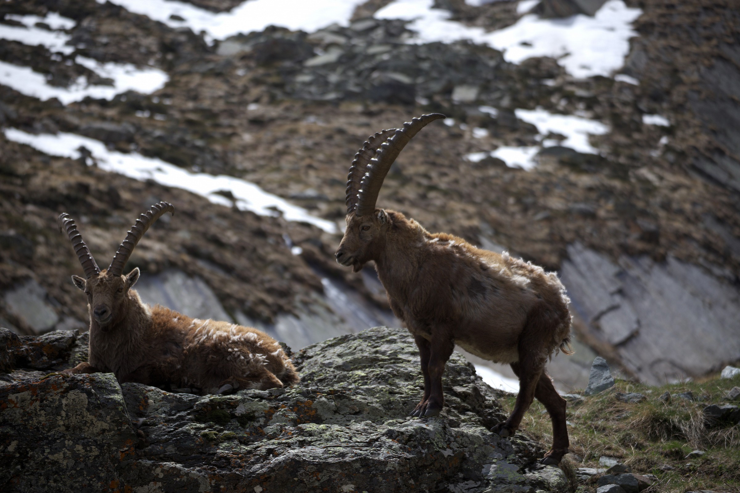 Val di Cogne-Vicino rif.V.Sella