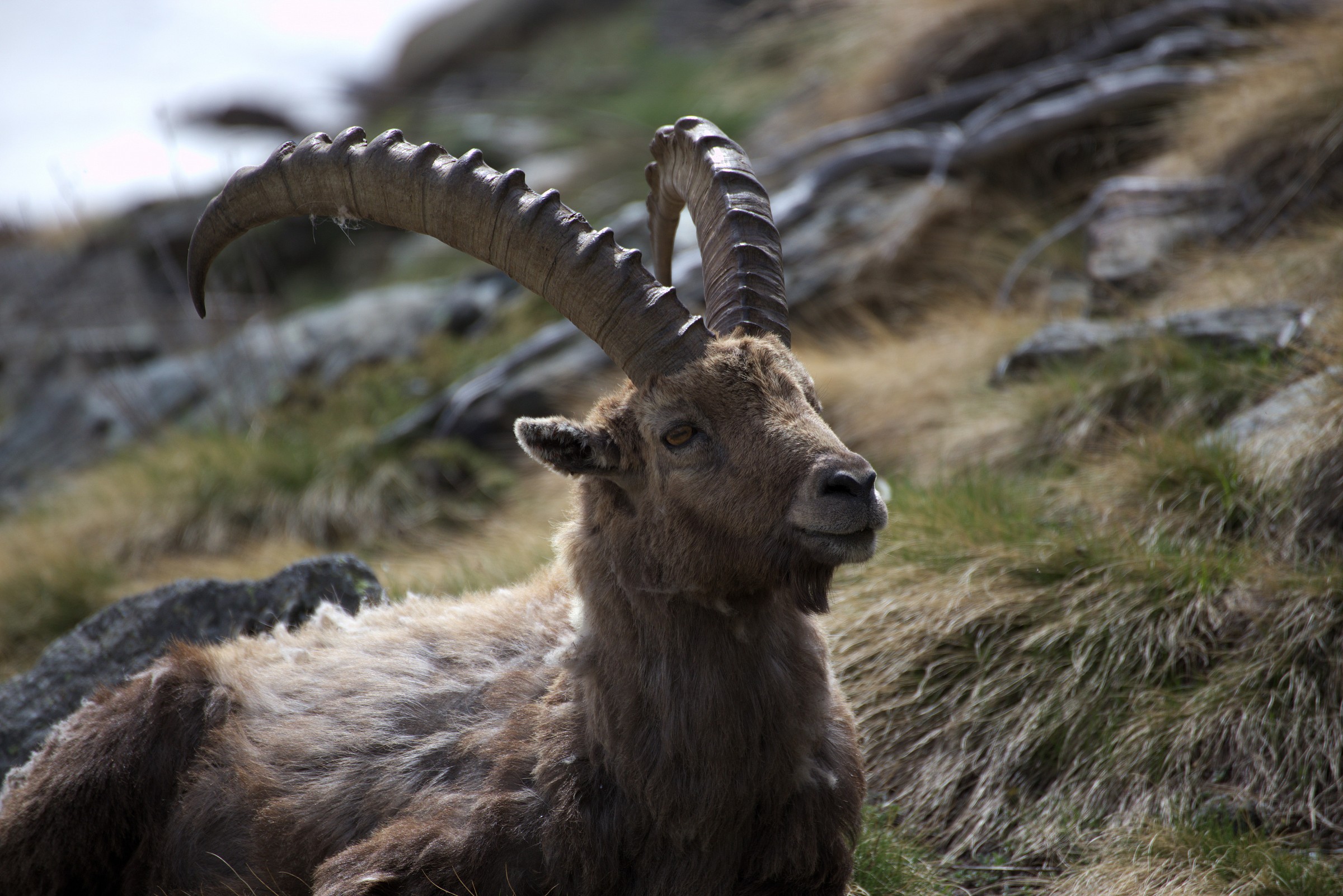 Val di Cogne.Nei pressi rif.V.Sella