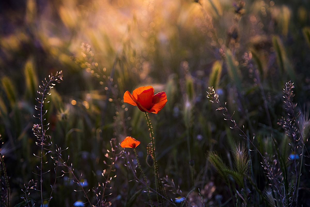 Un papavero... e mezzo!