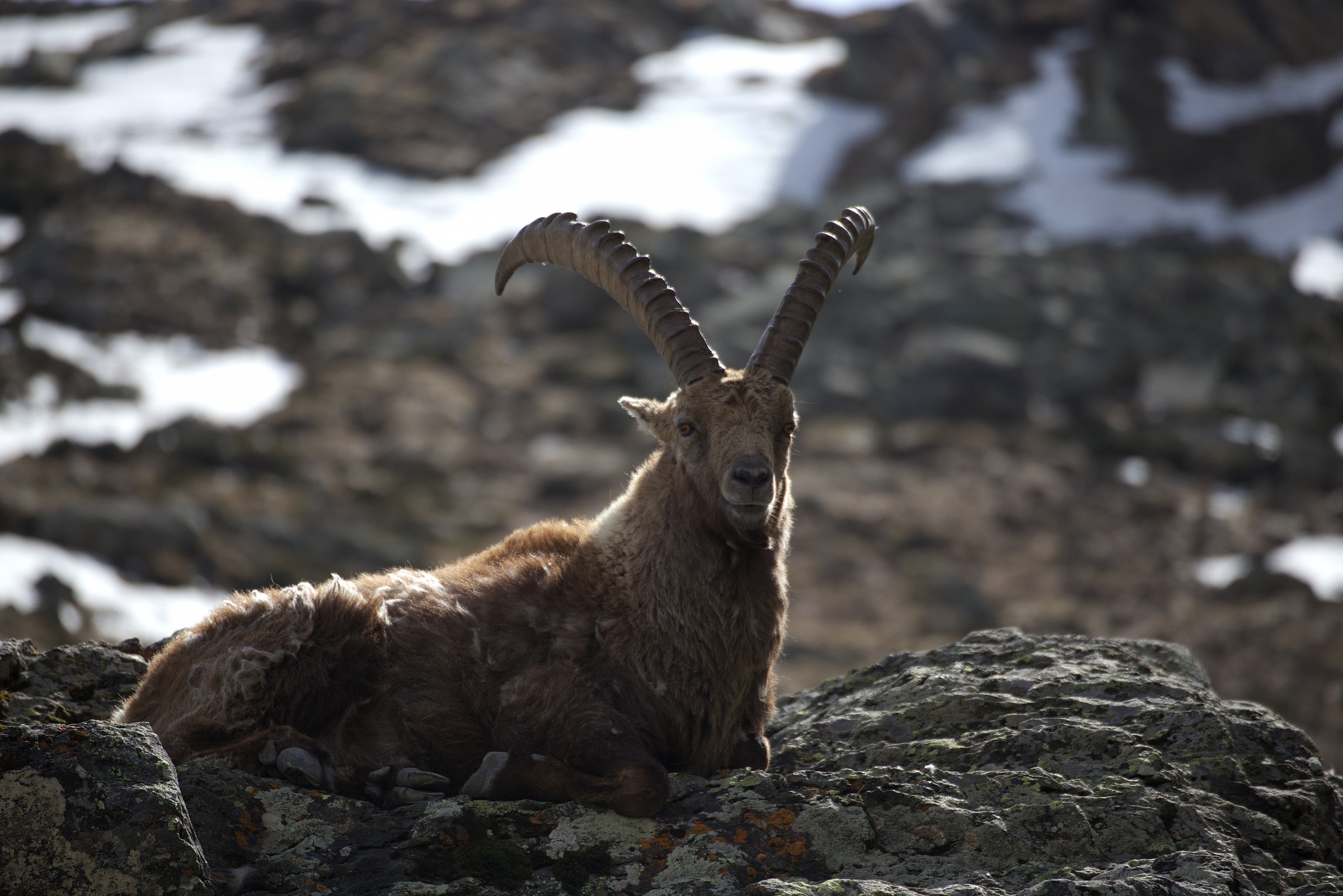 Val di Cogne.Nei pressi del rif.V.Sella