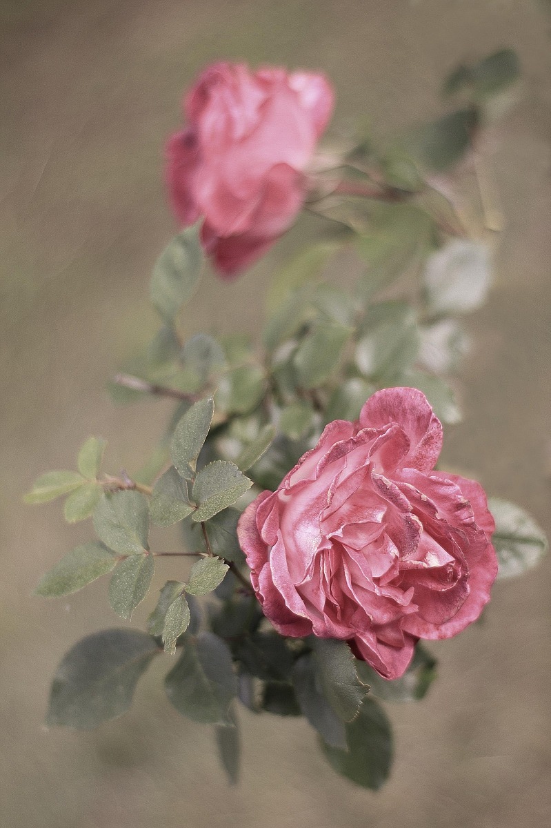 RosaZeiss ... one year later