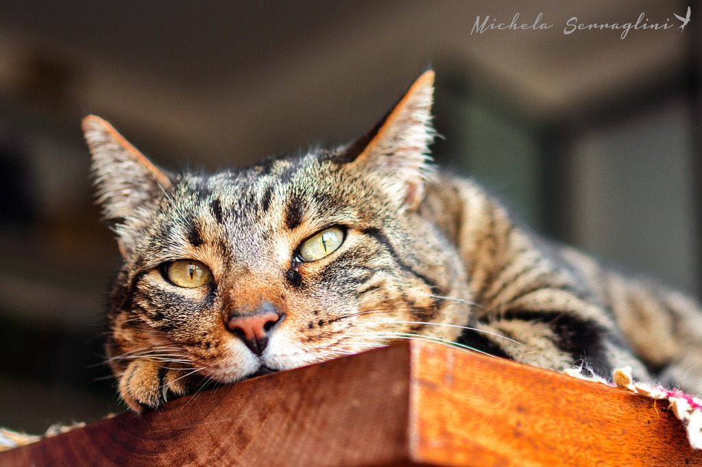 The hard life of the prince