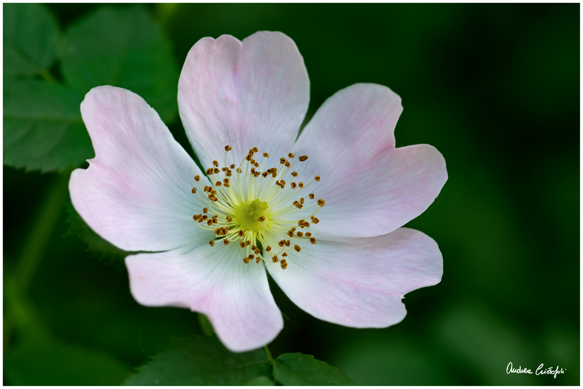 Rosa canina