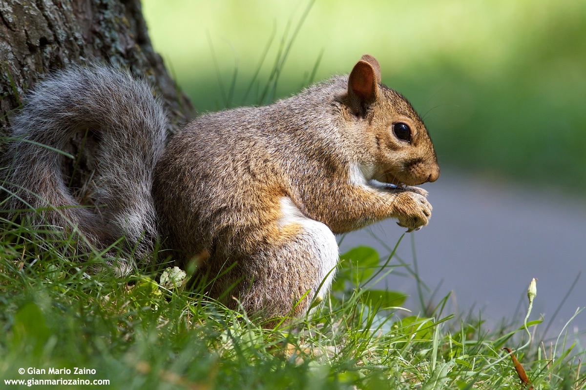 Scoiattolo grigio orientale