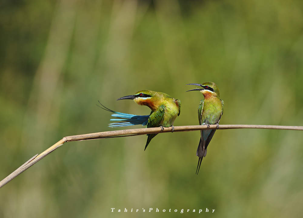 Blue tailed bee eater