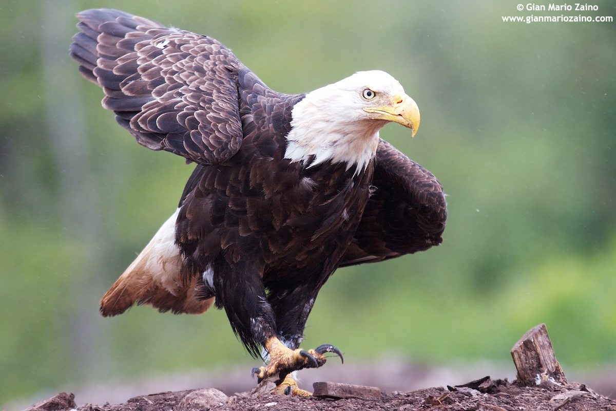 Haliaeetus leucocephalus / Eagle / Bald eagle