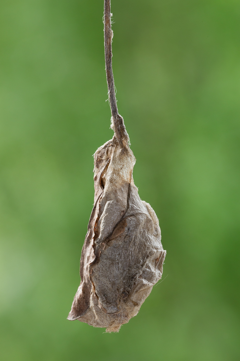 Cocoon of Bombyx dell'ailanto (Samia cynthia)