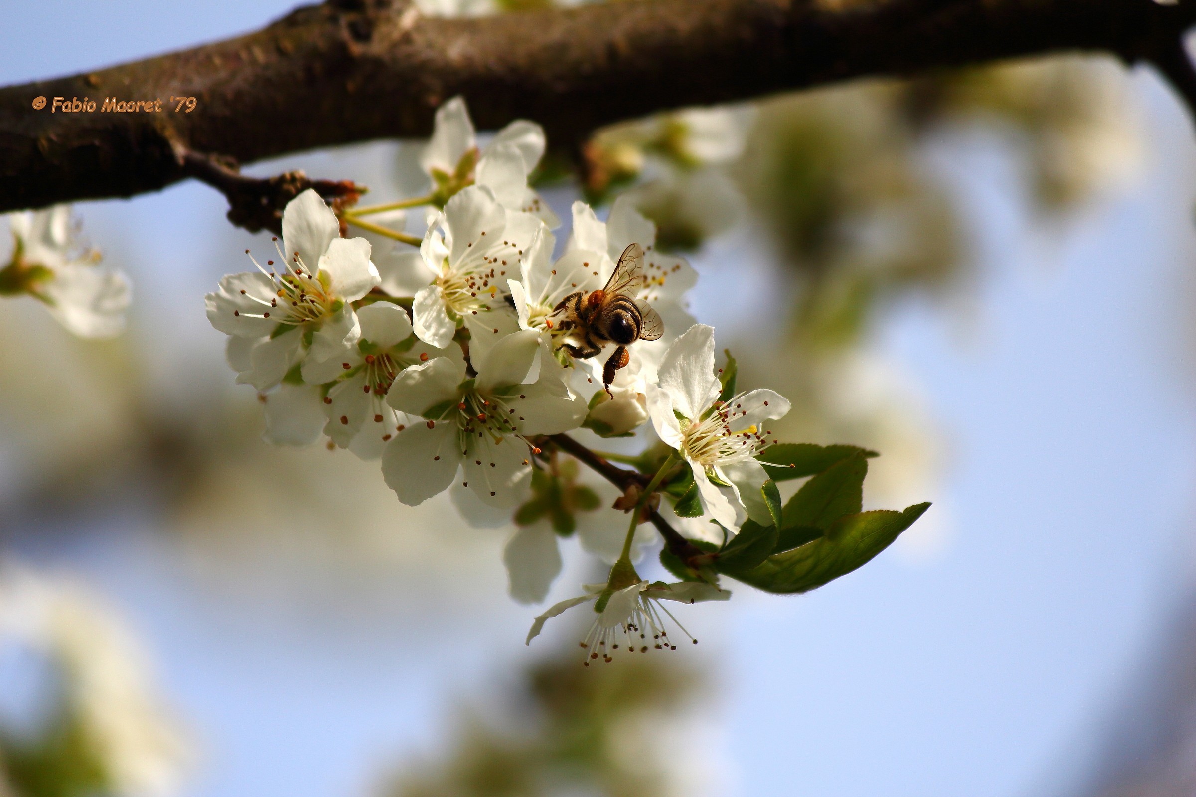 Ape To Supply ........