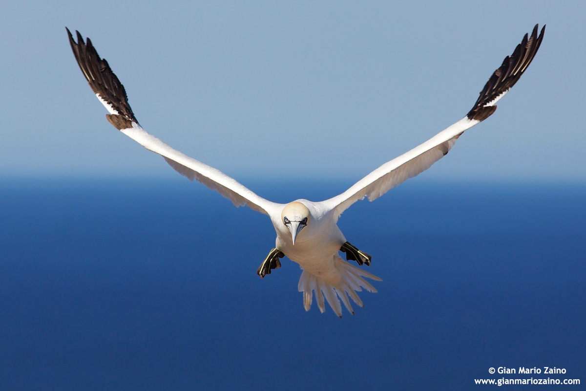 Morus Bassanus / Sula Bassana