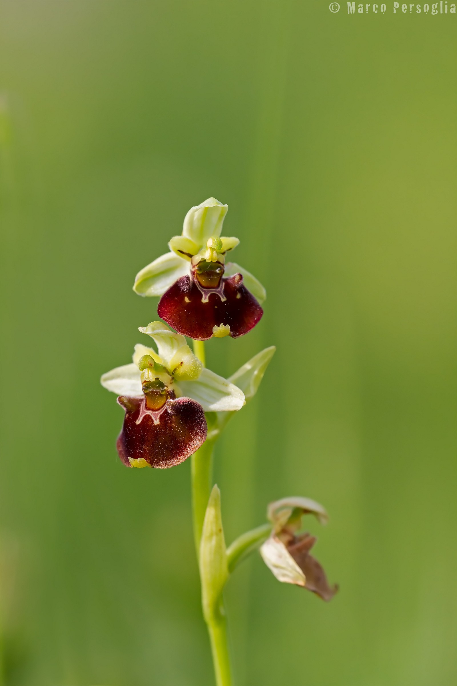 Ophrys holosericea
