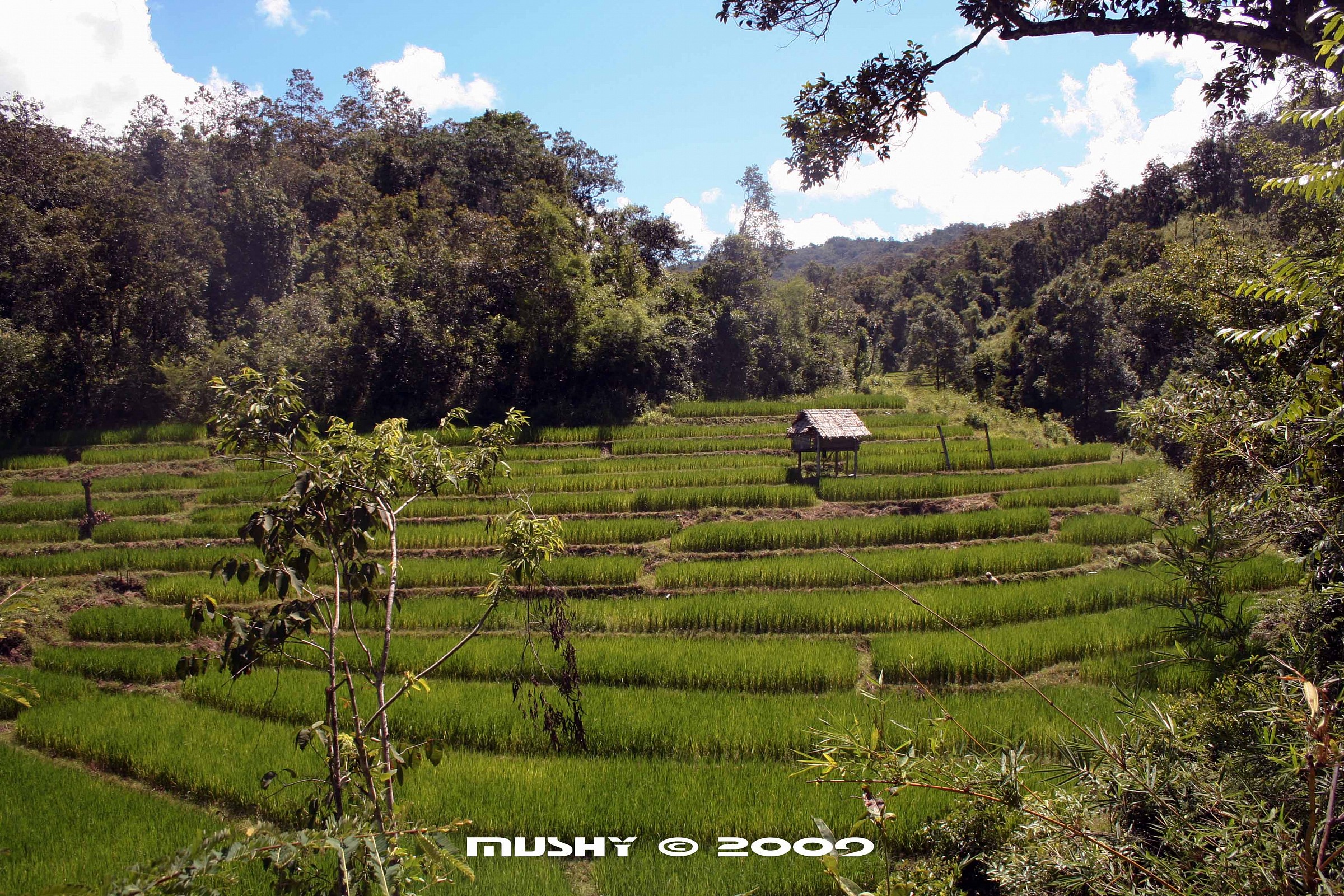 Nella zona di Chiang Mai